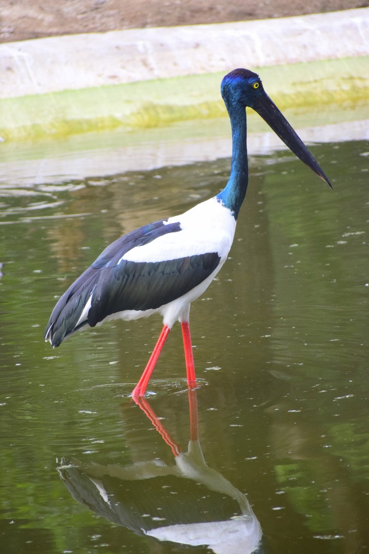 Multi colour Crane