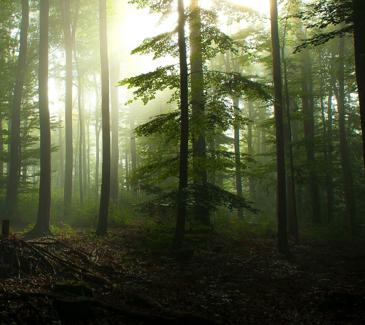 forest