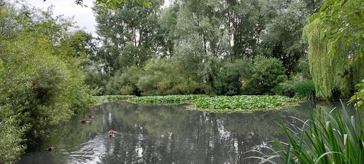 lush green pond