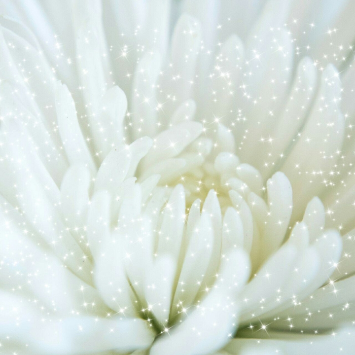 pretty white flower shine  much beautiful