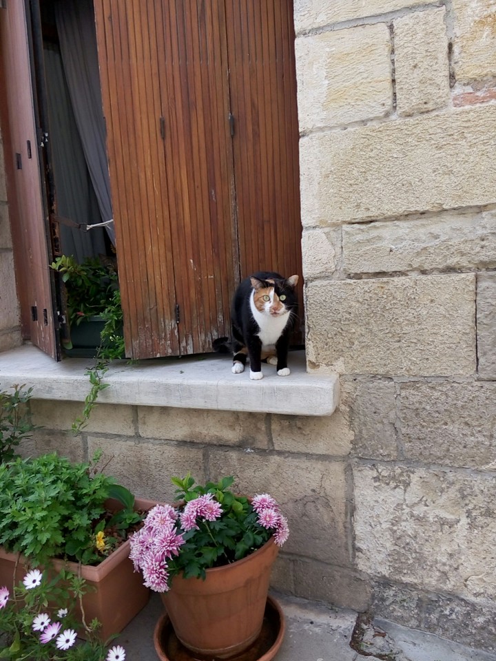 Un chat saisissant
