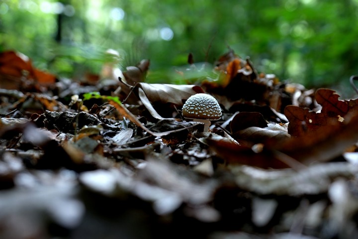 L'amanita pantherina