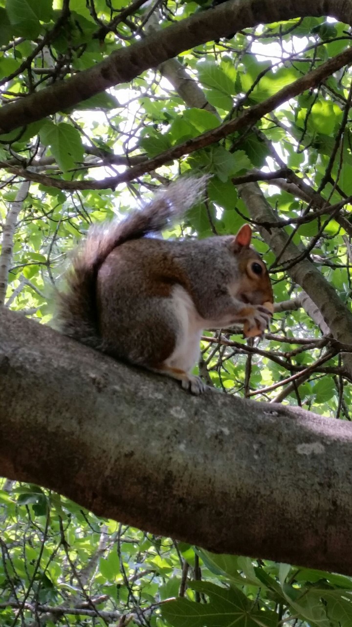 animal