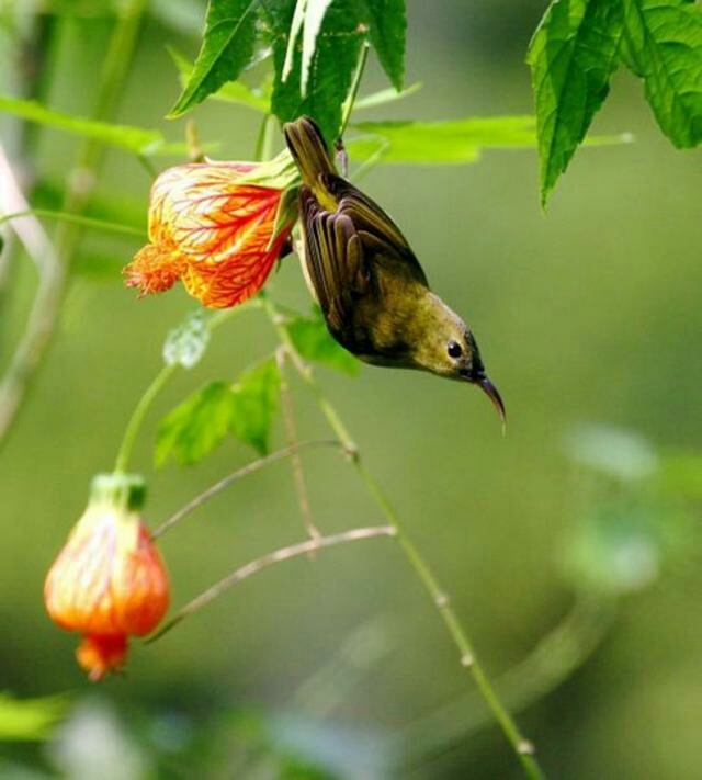 Bird