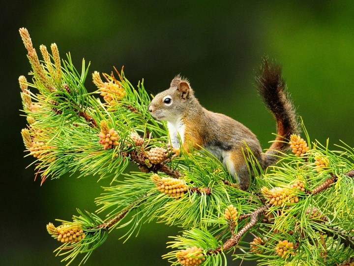 Squirrel