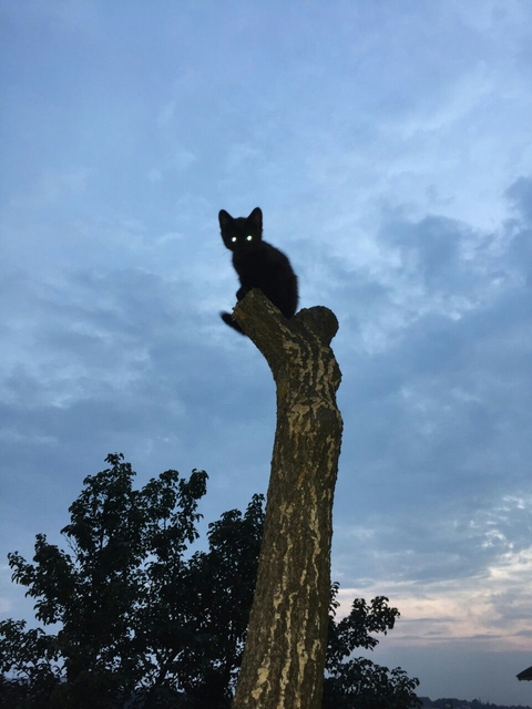 cat in sky