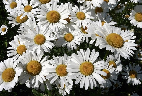 chamomile, petal wallpapers