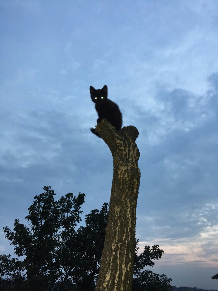cat in sky