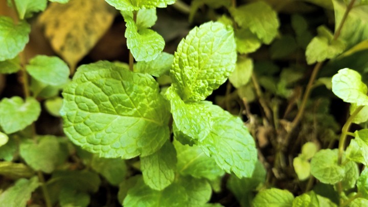 Mint leaf