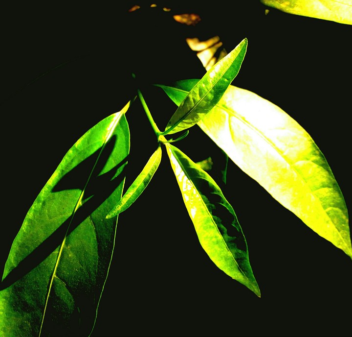 green