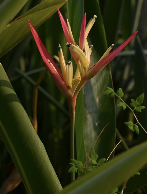тапети bromeliaceae, pedicel