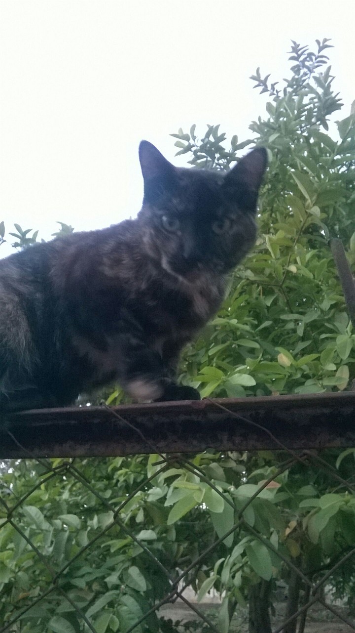 Meow Top