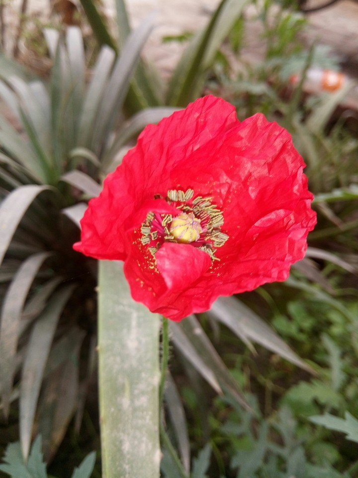 flower