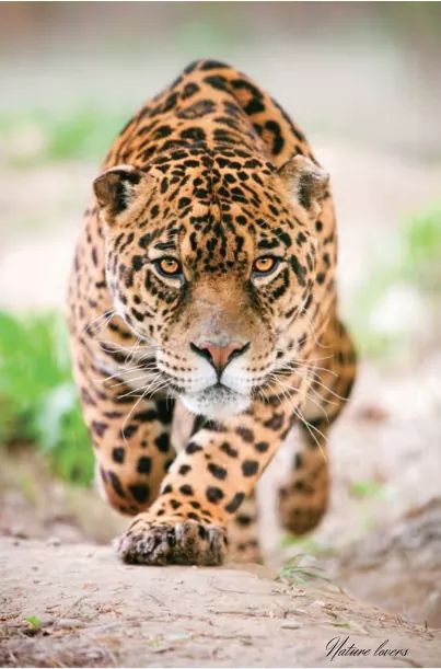 cheetah