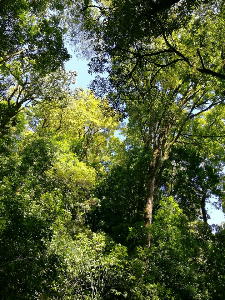 Wild Nature