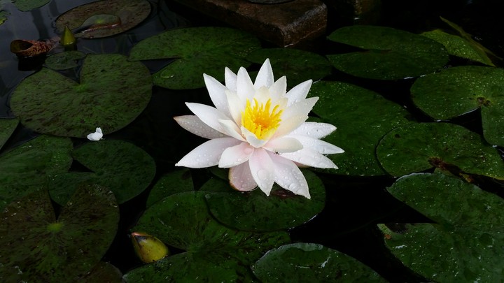 Pond Lotus