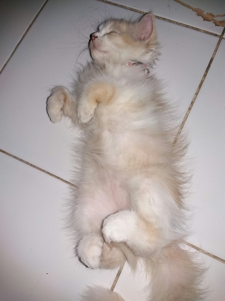 pet