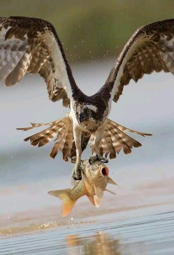 Eagle