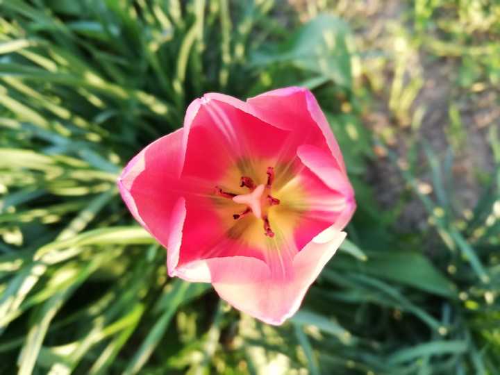 Tulipa