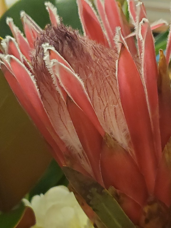 pink Tropical