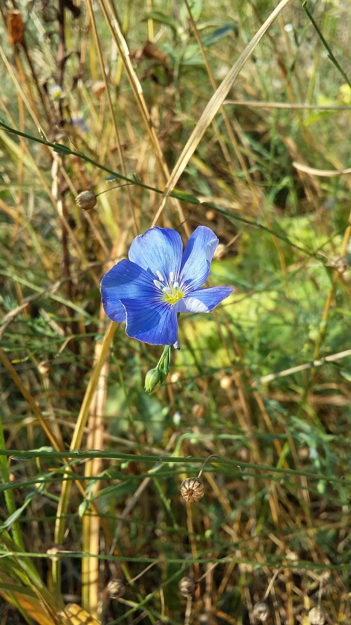 Blue flower