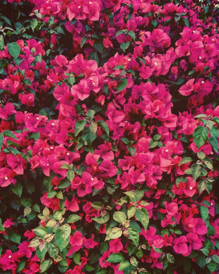 Bougainville