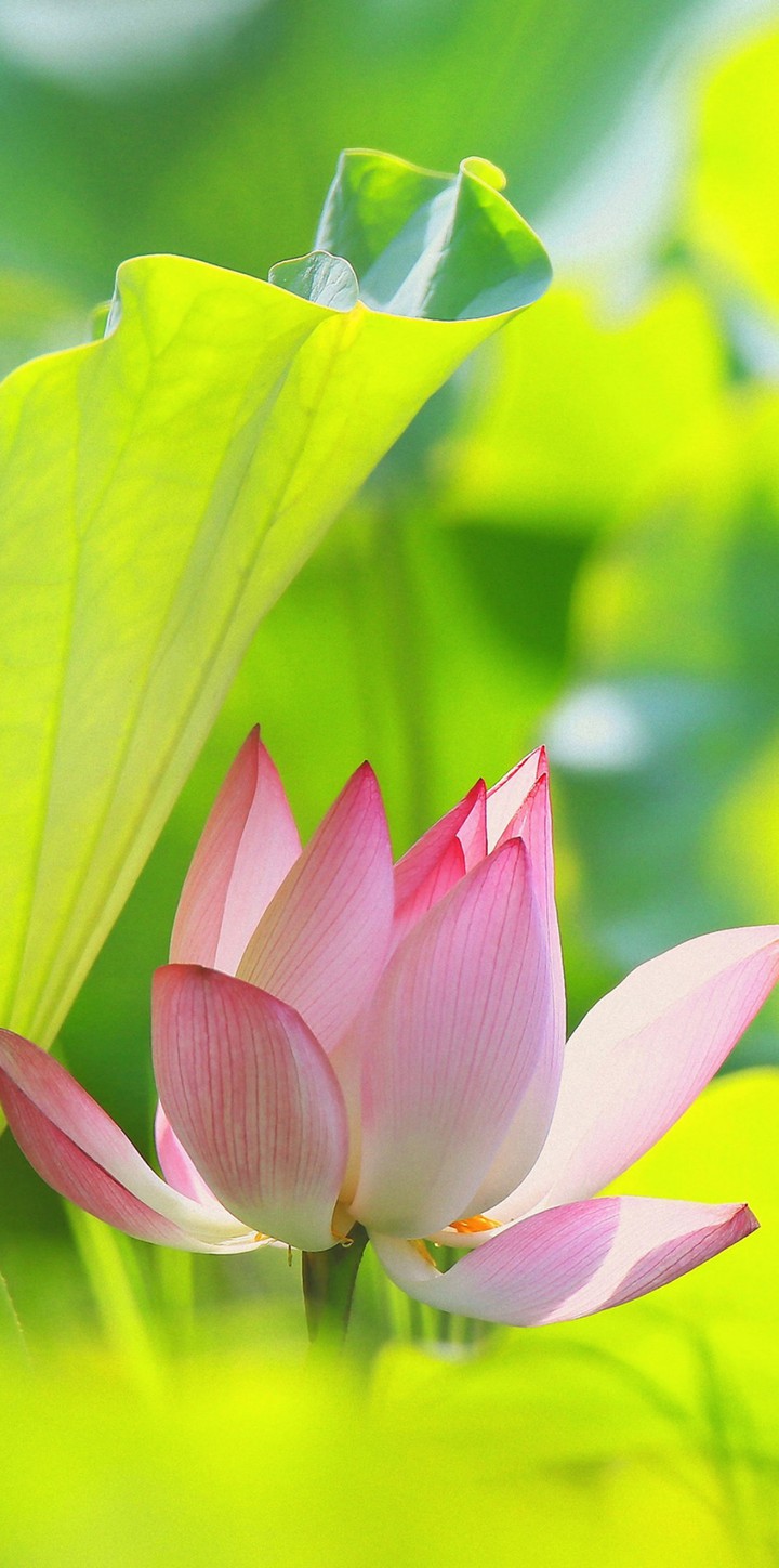 Lotus flowers