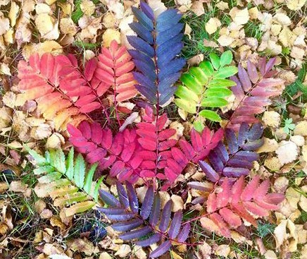 Autumn