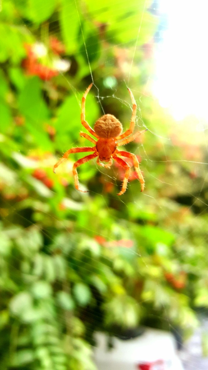 spider