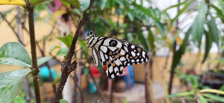 Butterfly fly away.