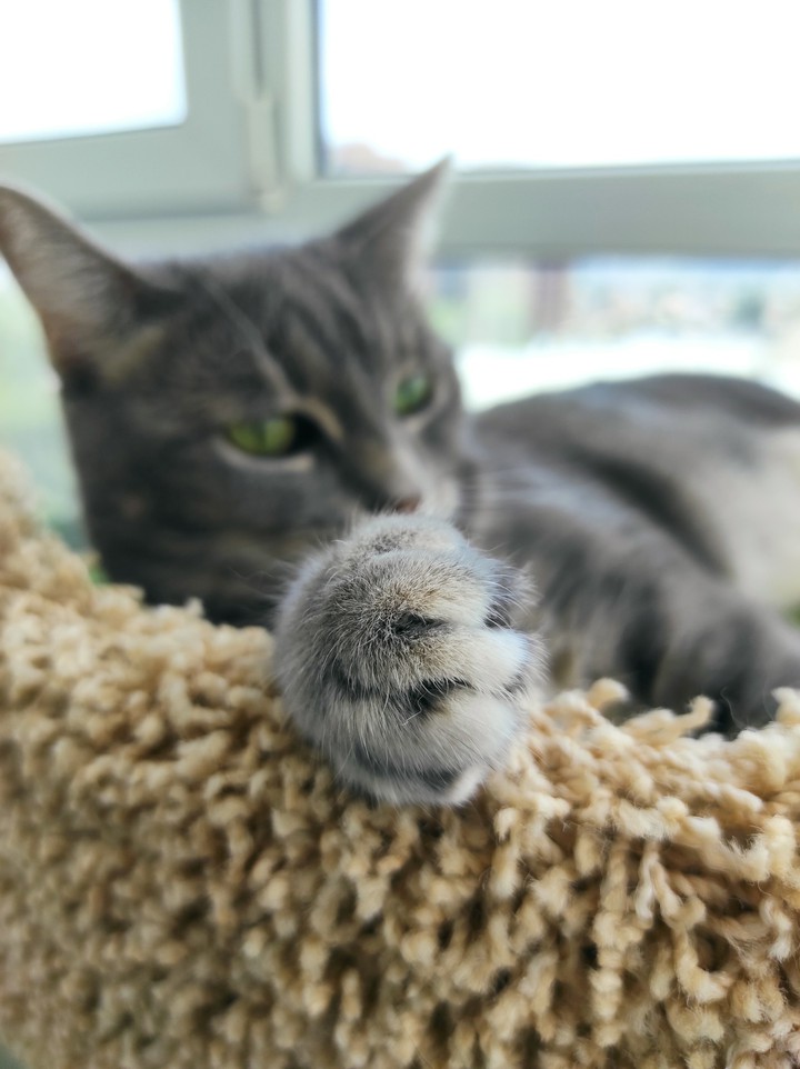 cat