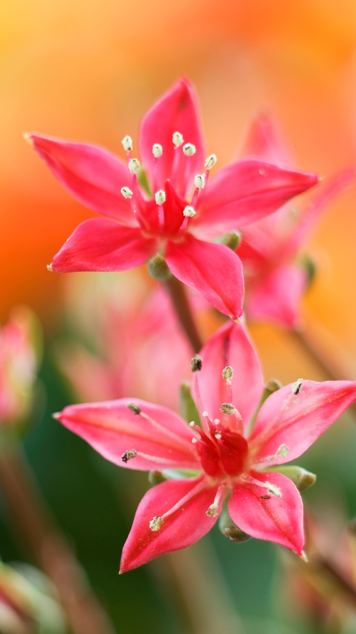 Tiny Flowers