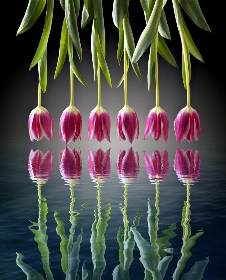tulips