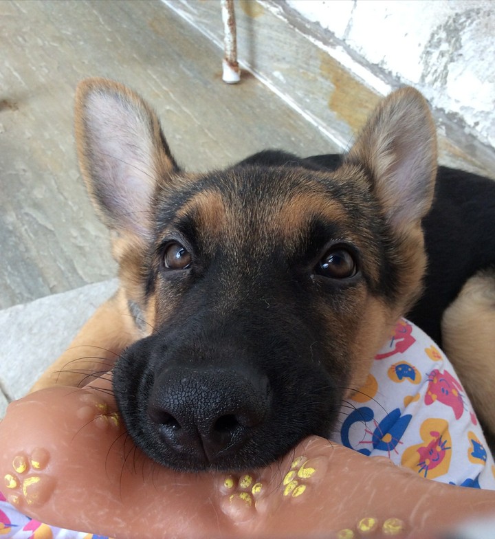 Cão Mordendo