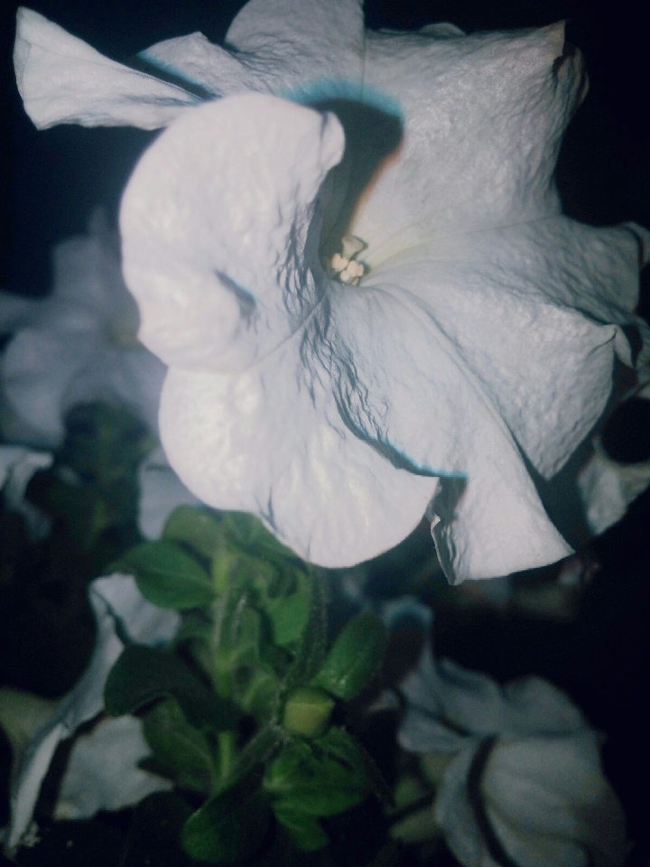Light.