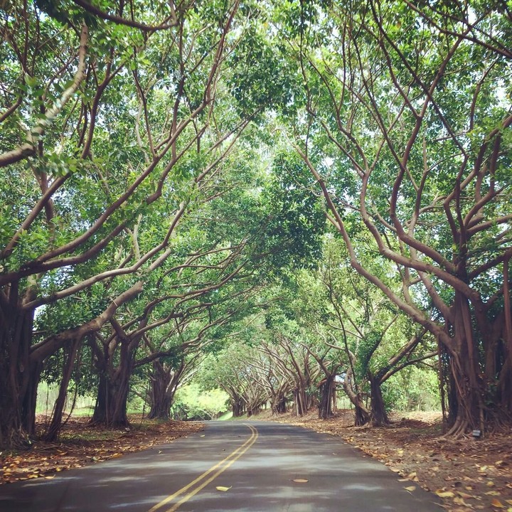 nature