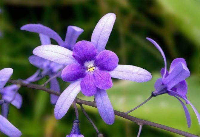 purple flowers