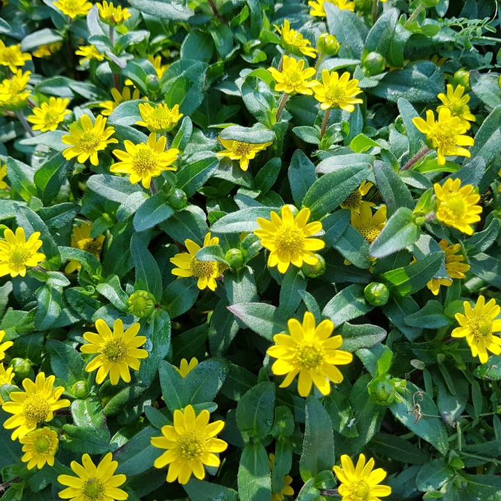 Gelbe schöne Blumen