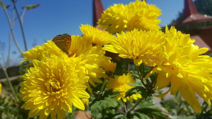 love for flower