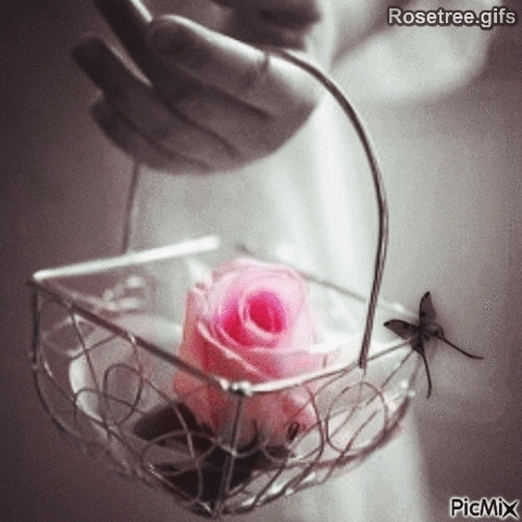 zarte Rose