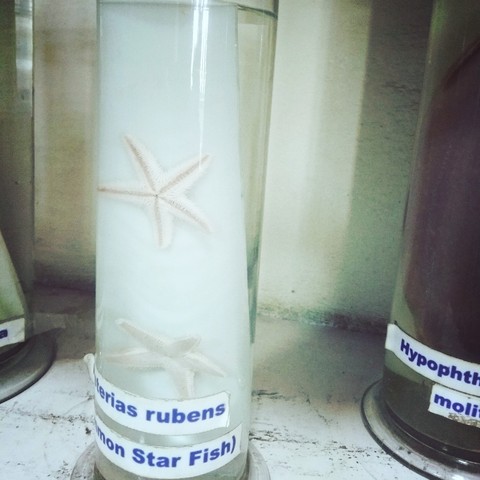star Fish