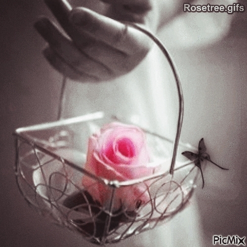 zarte Rose
