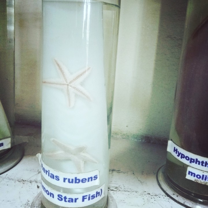 star Fish