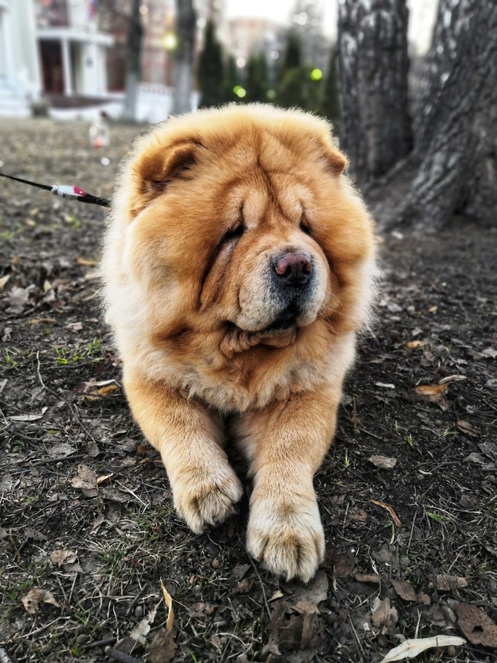 милашка