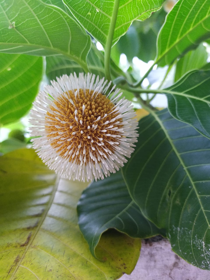 beautiful flower