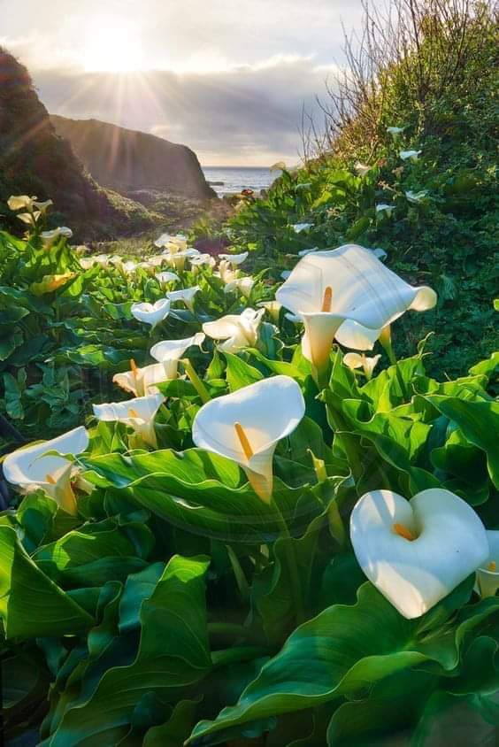 The most beautiful flowers in white