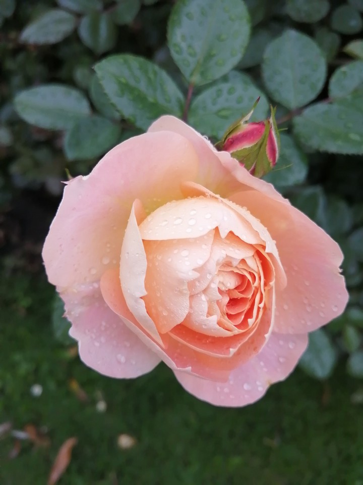 Blume