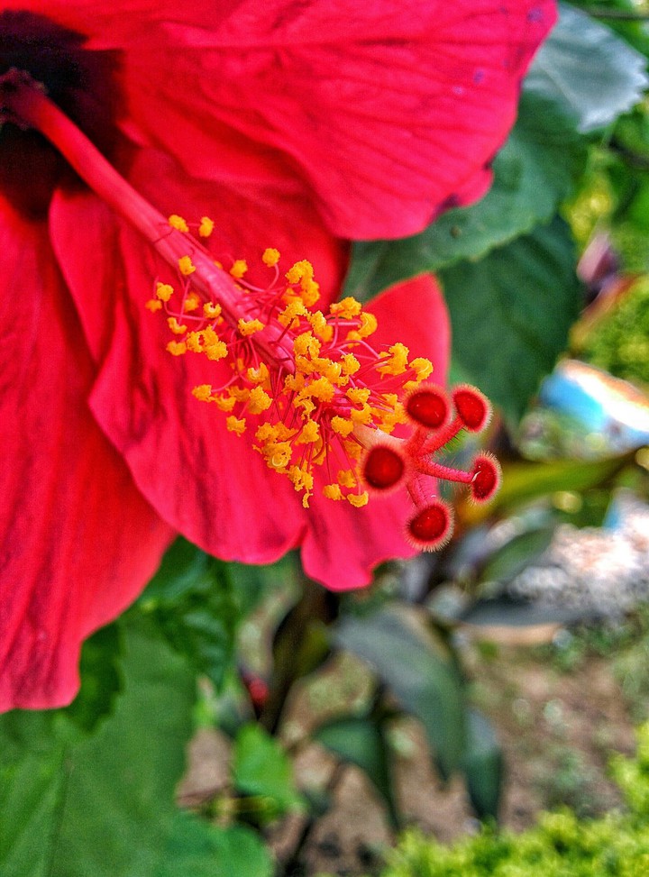 Macro shot