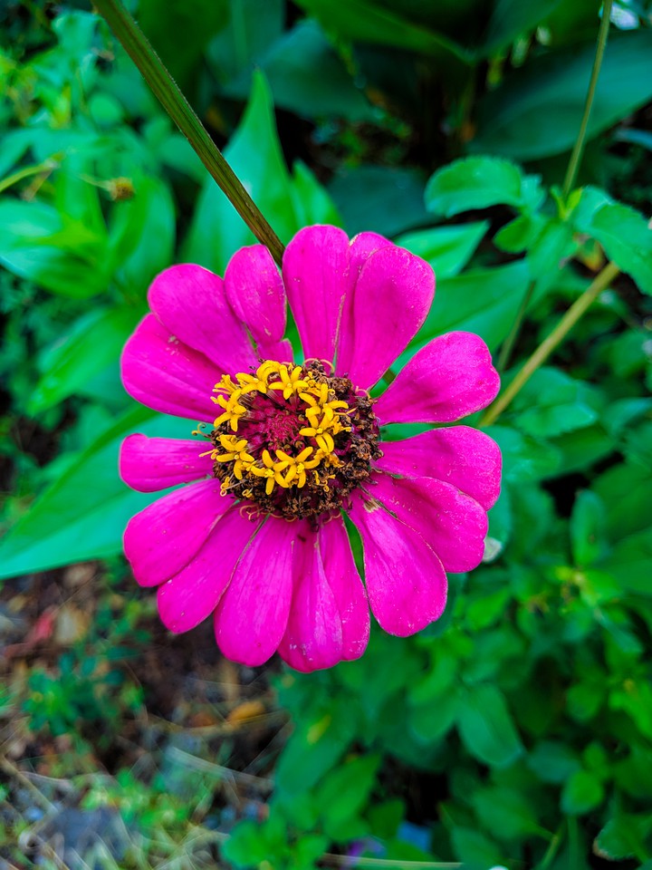rose