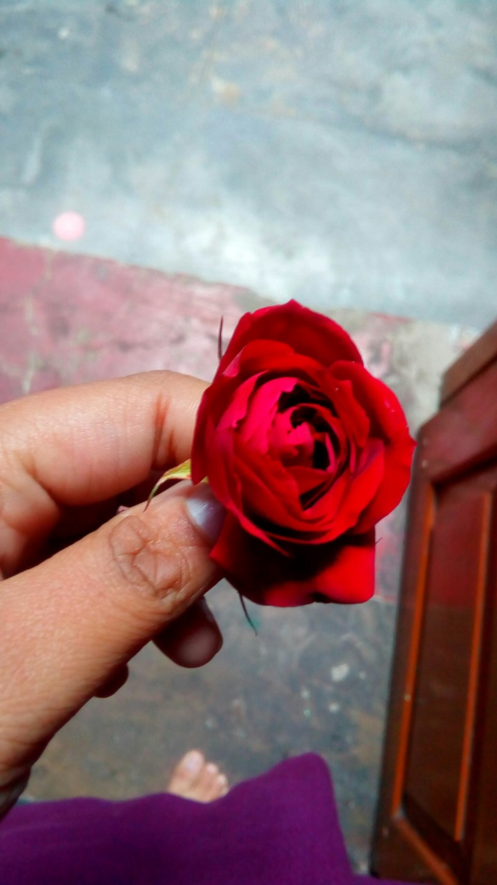 #rose